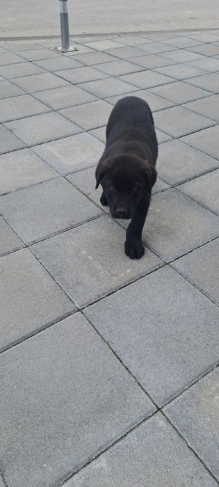 Каракачанско кученце