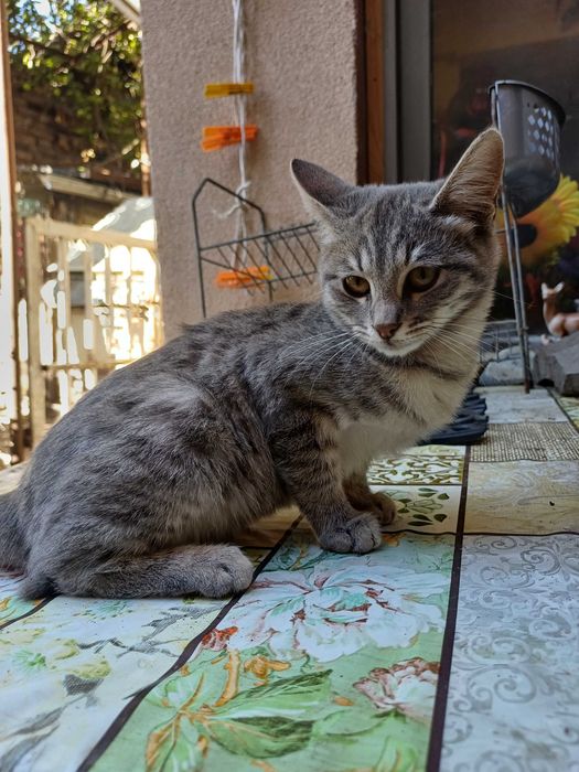 Женски гальовни котета си търсят дом