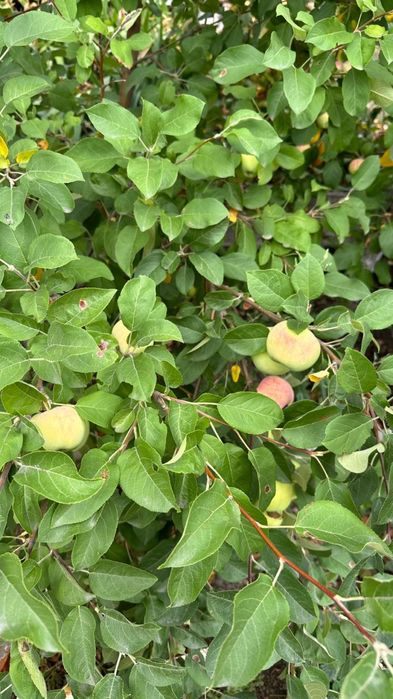 Срочно продам дачу на Самсоновке