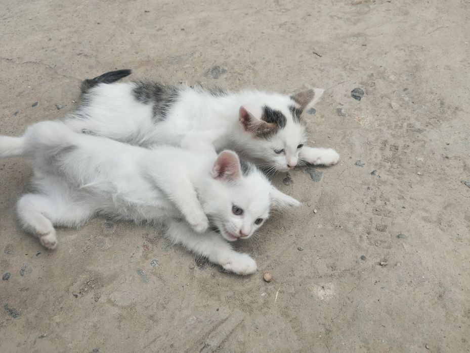 Mushuk bolalari tekinga