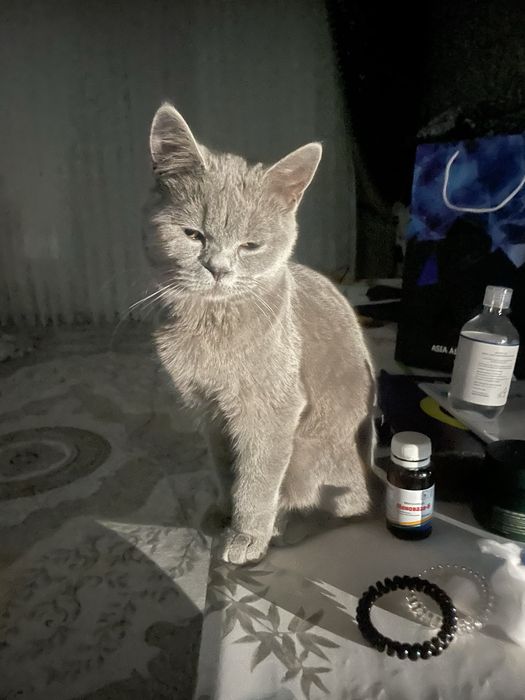 Продам британского котёнка, мальчик 6 месяцев