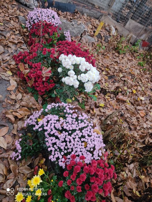 Цветы семена и саженцы хризантемы