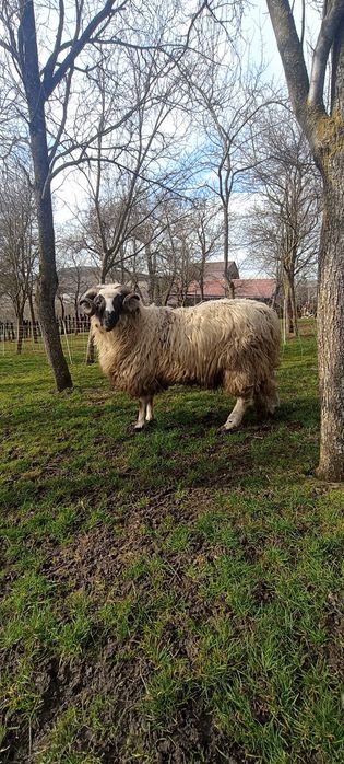 Berbeci miori pentru prăsilă talie mare