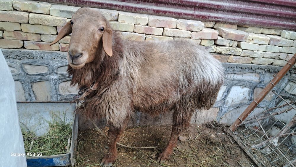 Соглом катта кучкор кочкор qochqor quchqor