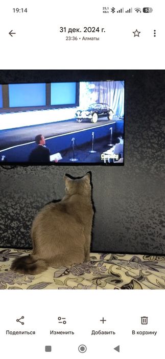 Отдам кота в добрые руки