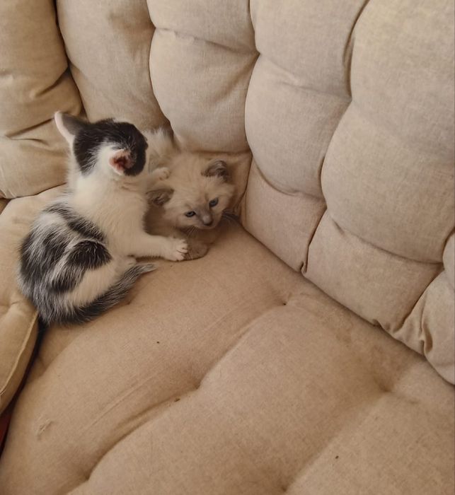 Donez pui de pisică ,Aștept să mă suni !!! Mulțumesc!