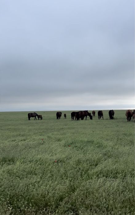 Үйір жылқы сатылады