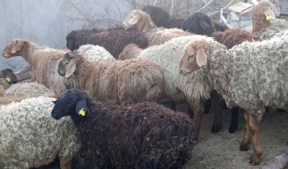 Семіз Қой сатылады