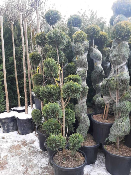 Mesteacăn alb, tei, fag, stejar, paltin, platan