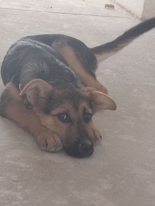 Немецкий овчарка