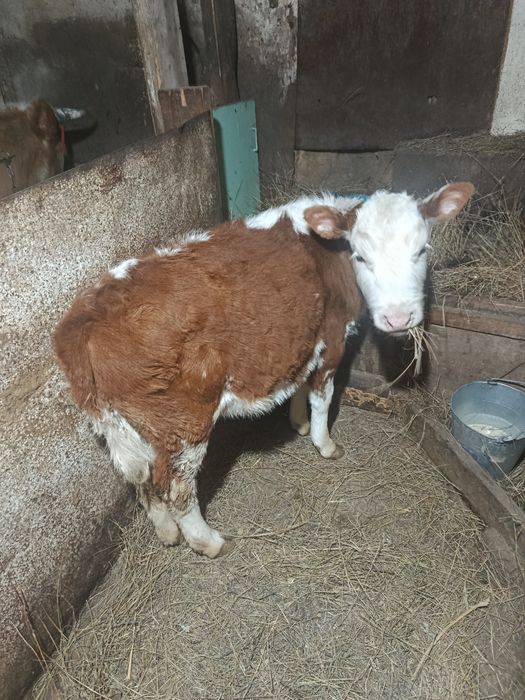 Телёнок телочка!