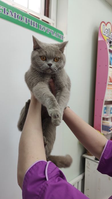 Кошка - Скоттиш Страйт