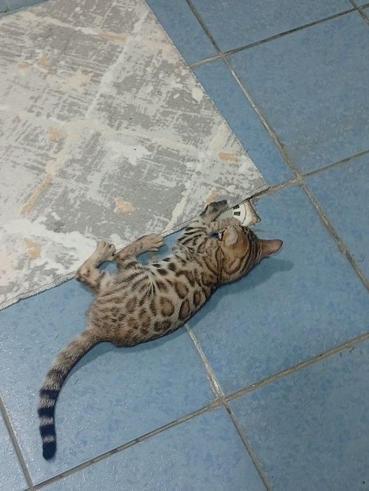 Бенгальская чистокровная кошка
