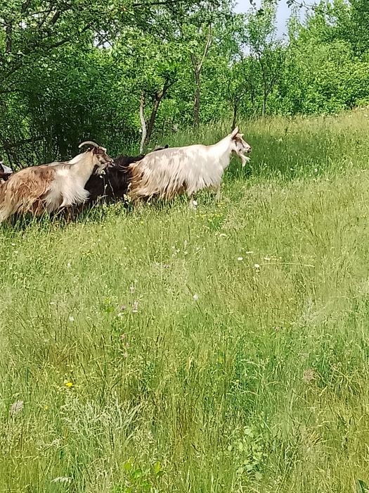 Vând capre bune de lapte