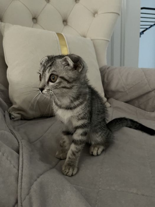 Веслоухий котенок