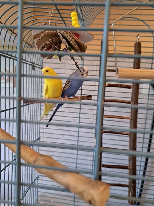 Вълнисти папагали с клетка, хранилка, поилка и играчки