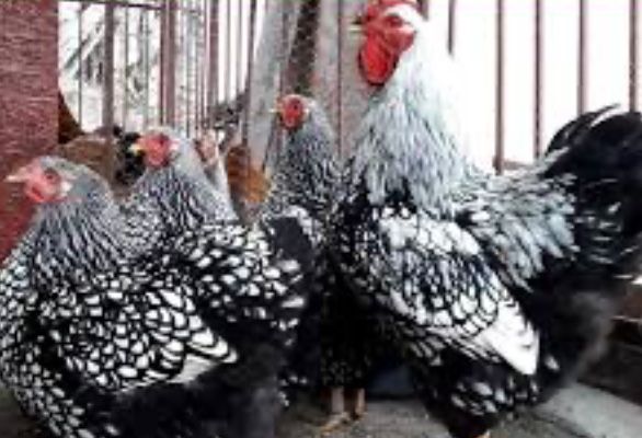 Oua incubator gaini rase mari originale