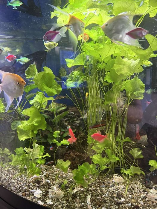 Ъглов Аквариум 350л