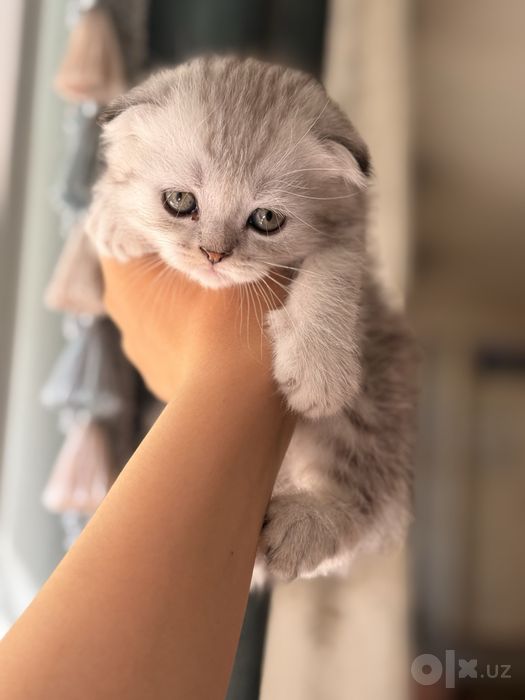 Mushuklar Scottish fold va Scottish strayt