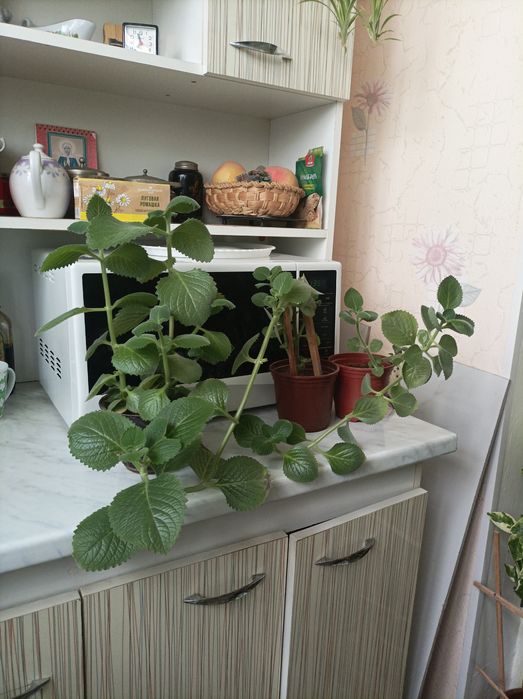 Мелисса плекрантус комнатная