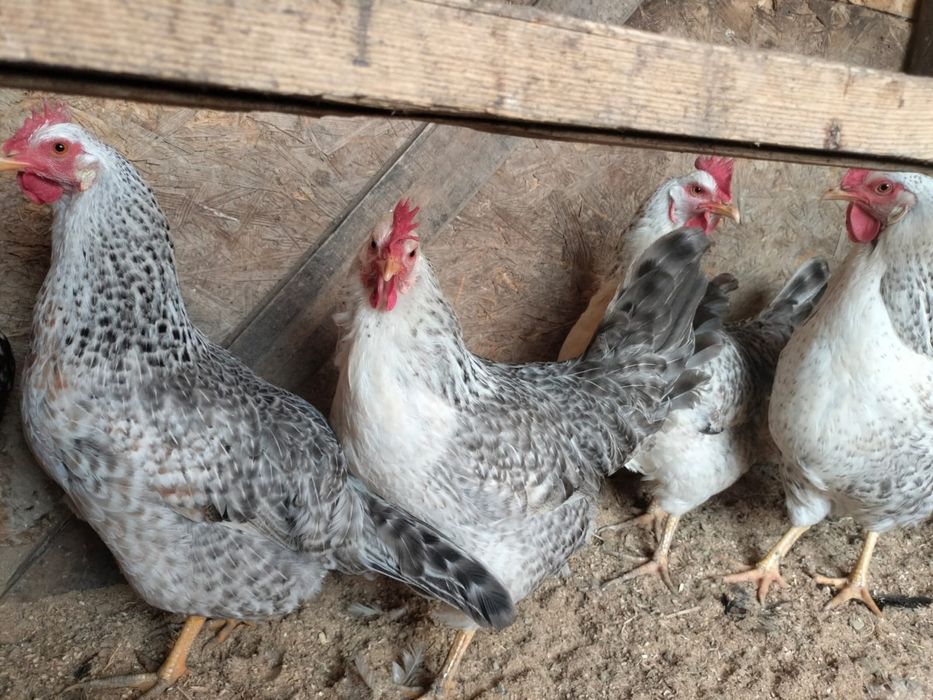 Продаётся куры Бараковские