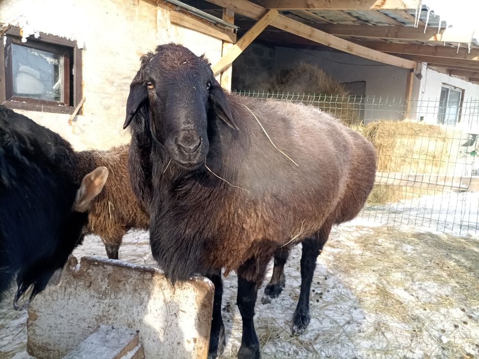 Продам кошкара порода гиссар