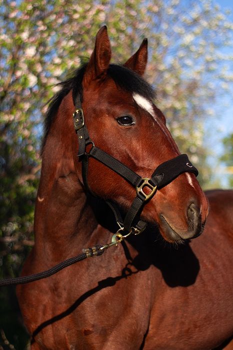 Продам жеребчика, 2 года