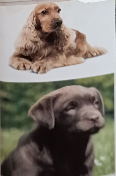 Корм для собак бокс для хранения