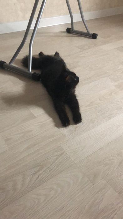 Отдам в хорошие руки