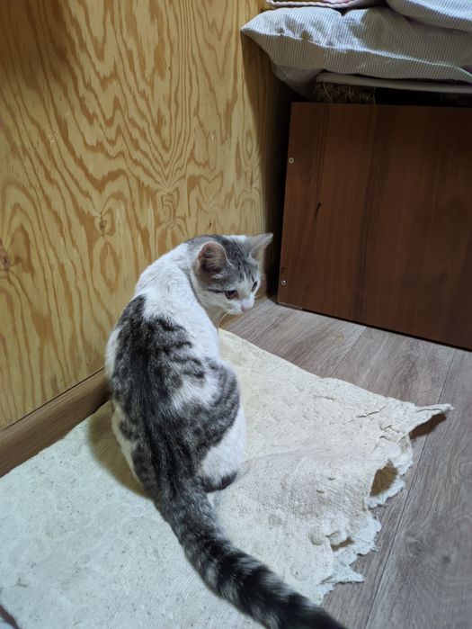 Котик ищет дом, пожалуйста
