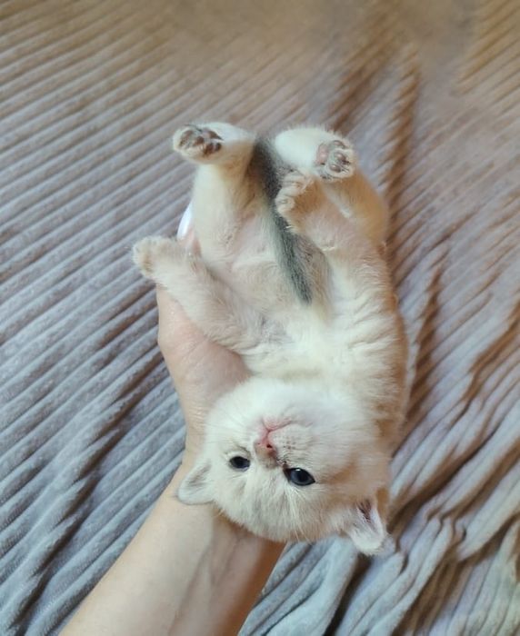 коШечка и коТик БриТансКие