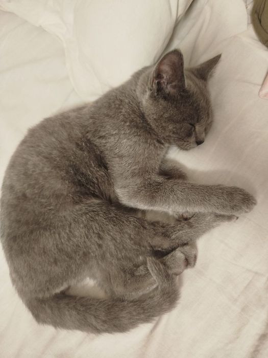 Британский короткошерстный котёнок(голубой окрас)