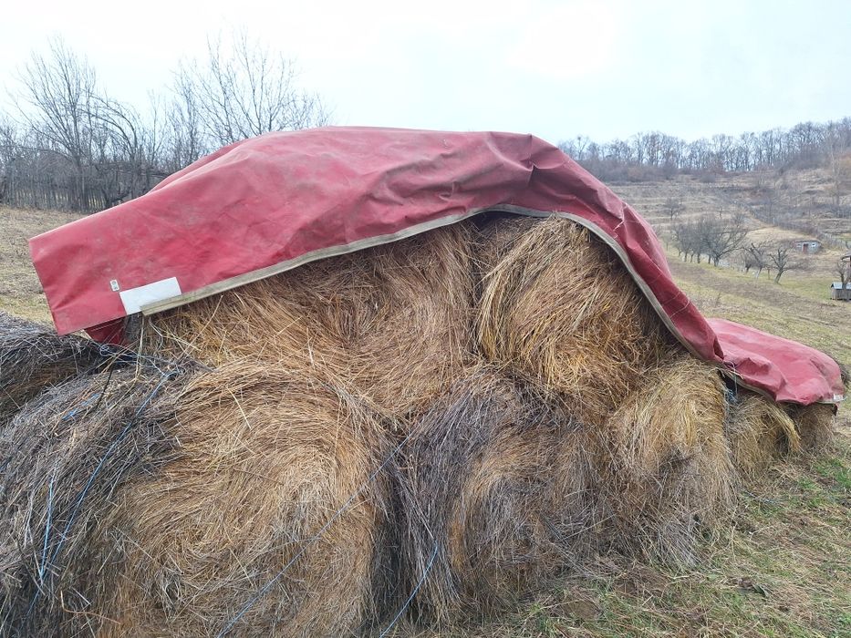 Baloti fan si lucerna