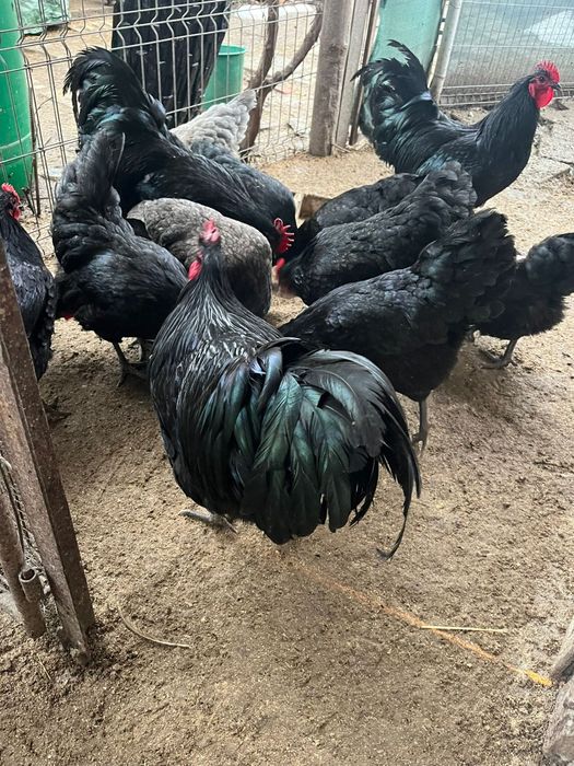 Oua australop incubat