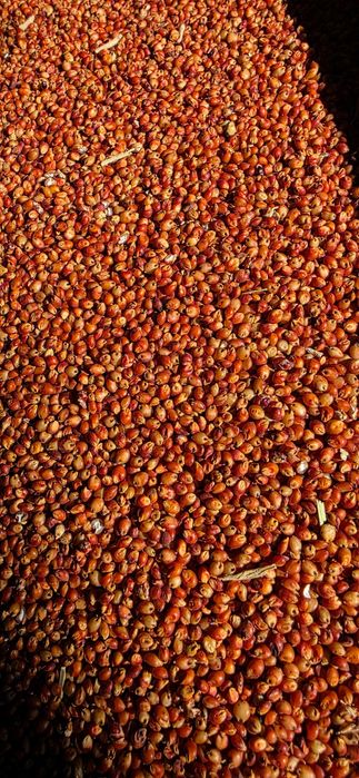 Продавам червено сорго