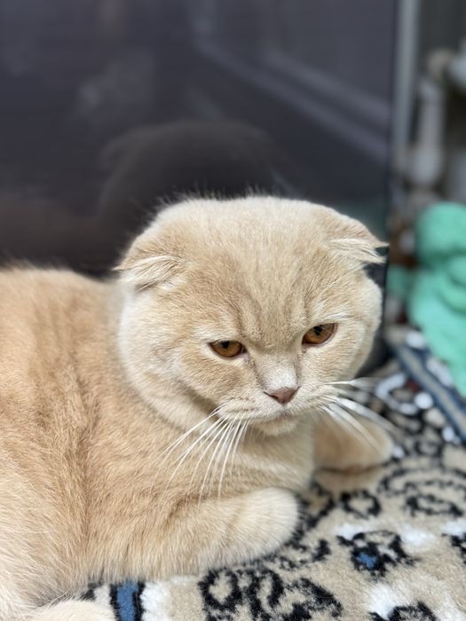 Продам кошечку вислоухоя