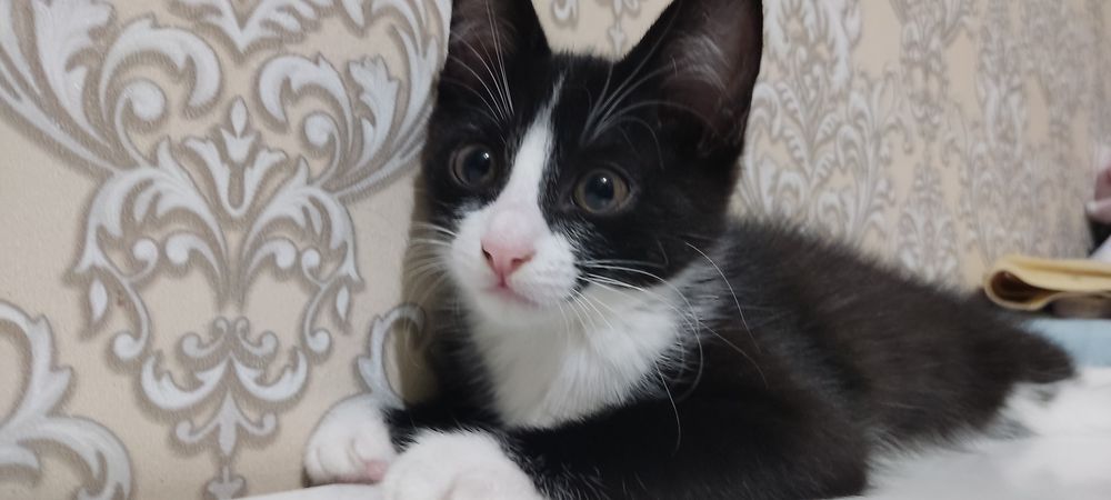 Котята, девочки в хорошие руки