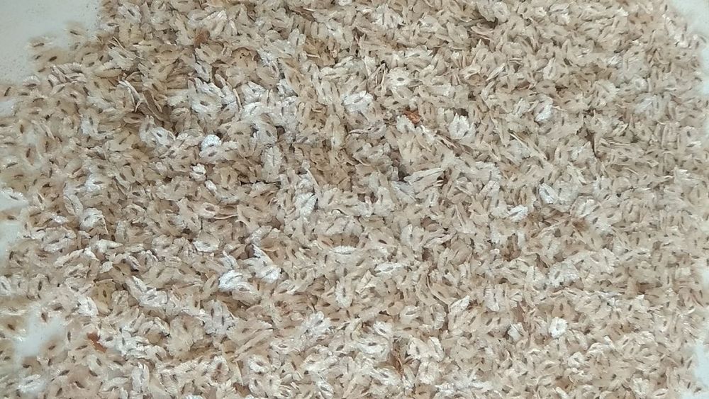 Pavloniya daraxti urugʻlari Sotiladi navi shangtong gibrid