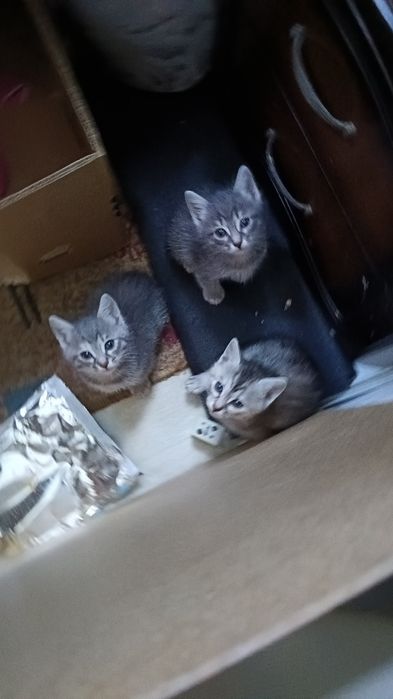 Отдам котят в хорошие руки