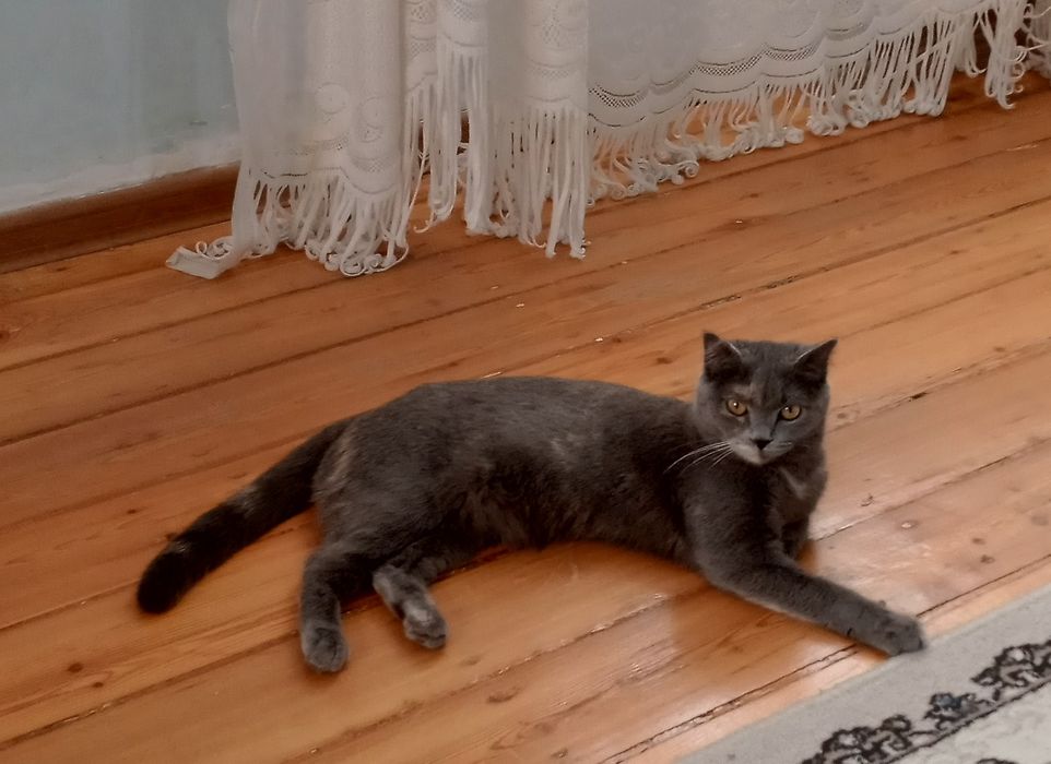 Продаётся кошка скоттиш Страйт