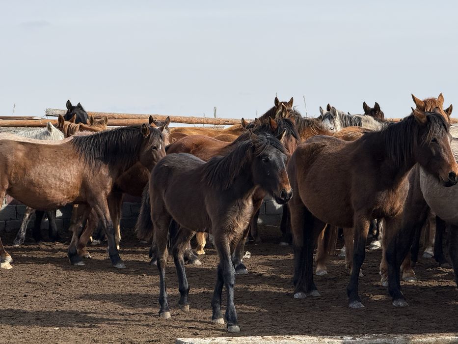 Жабагылар сатамын 40 бас ургашы