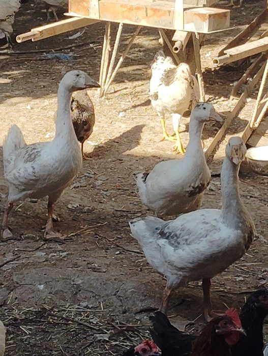 Gʻozlar,ordeklar va tovuqlar