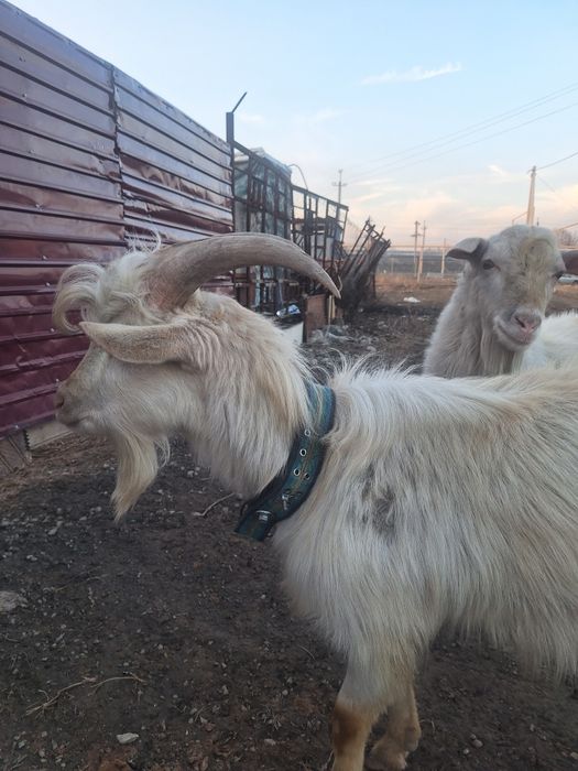 Козы казёл каза продам