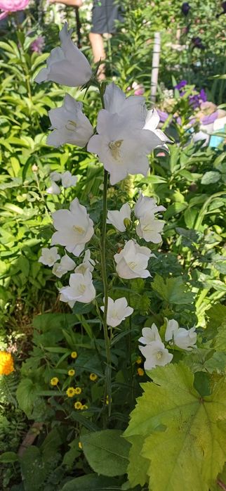 Цветы,    цветы.