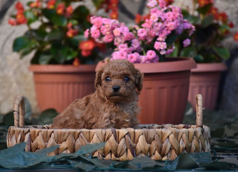 Той пудел (Toy poodle) Пудел Той (Poodle Toy)
