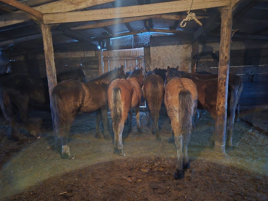 Продам Тай 3300 кг