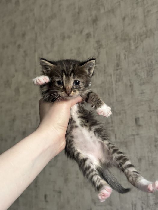 отдаю котят в добрые руки