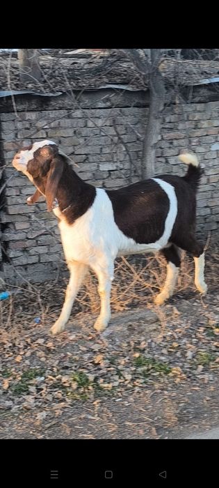 Продаем беременных коз