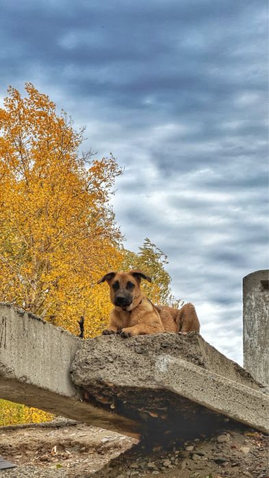 Ищем для Луизы ДОМ