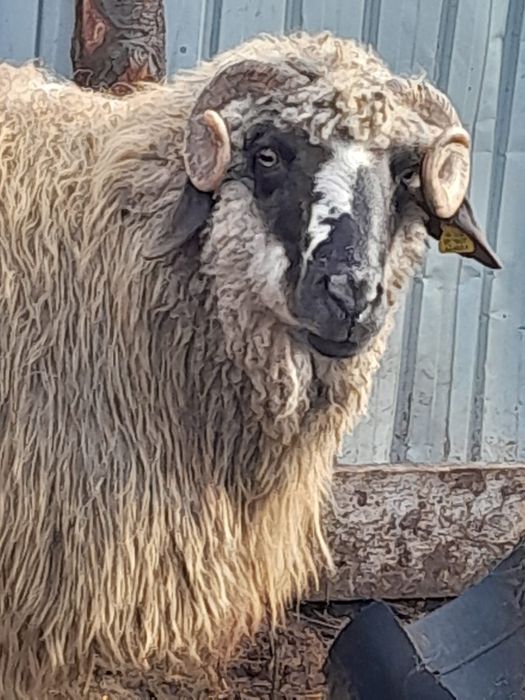 Vând berbec cărăbaș 3 ani